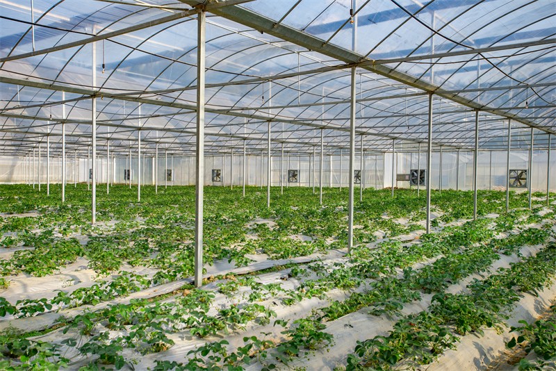 奎斗采摘园（规划中）